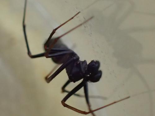 Neriene furtiva