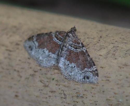 Réf. 253 878 : Xanthorhoe sp.