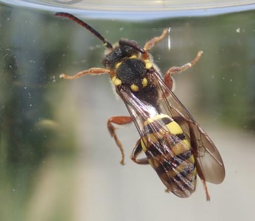 Nomada sp.