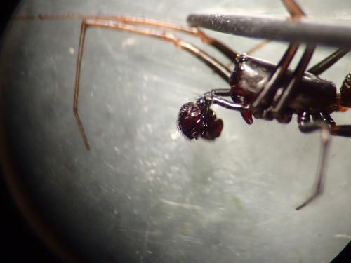 Neriene furtiva
