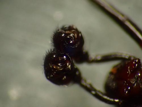 Neriene furtiva