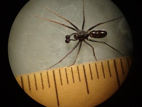 Réf. 253 921 : Neriene furtiva
