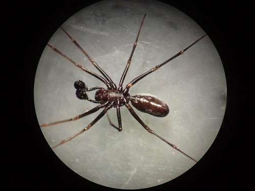 Neriene furtiva