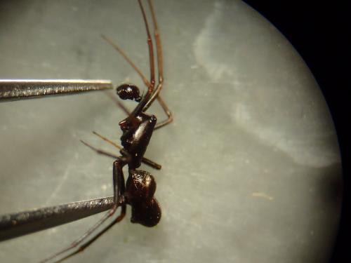 Neriene furtiva