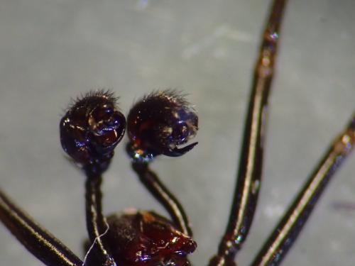 Neriene furtiva