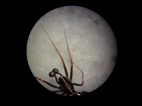 Réf. 253 929 : Neriene furtiva