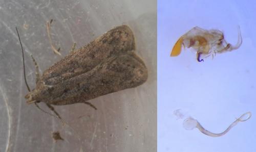 Bryotropha terrella