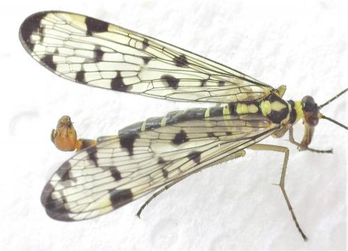 Panorpa germanica