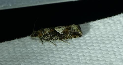 Epinotia immundana
