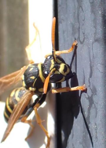 Polistes dominula