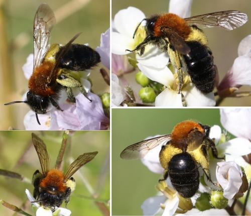 Réf. 253 964 : Andrena thoracica