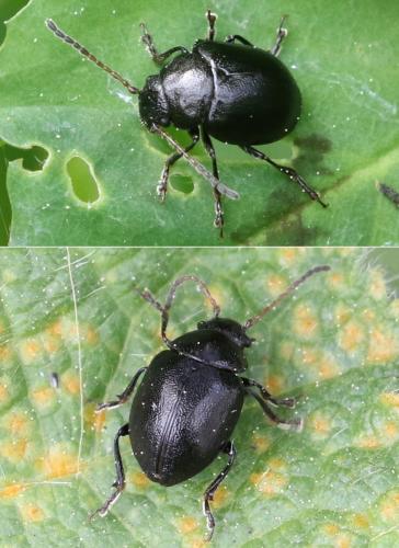 Réf. 253 173 : Colaspidema barbarum