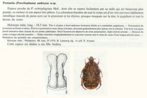 Protaetia audreyae