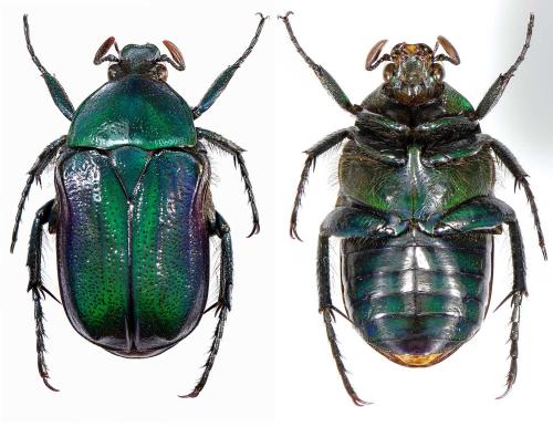 Raceloma natalensis