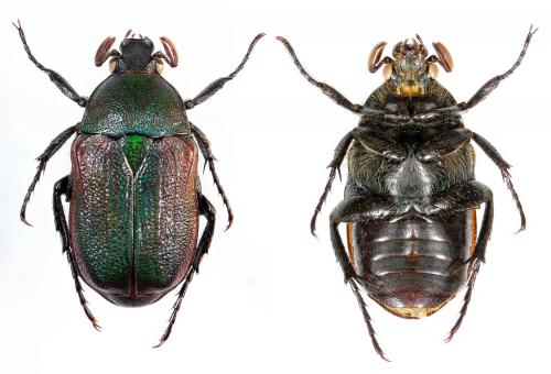Raceloma jansoni jansoni