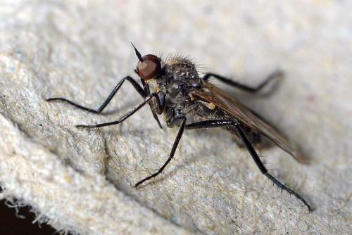 Rhamphomyia sp.
