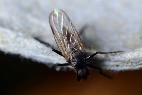 Rhamphomyia sp.