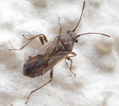 Réf. 253 368 : Nysius sp.