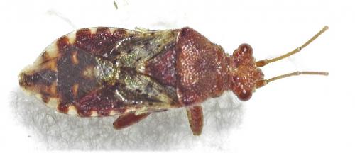Rhopalus subrufus