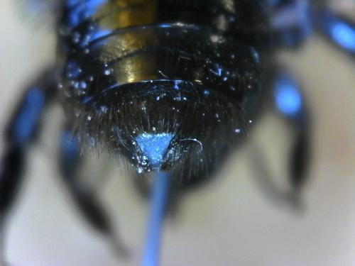 Andrena barbareae