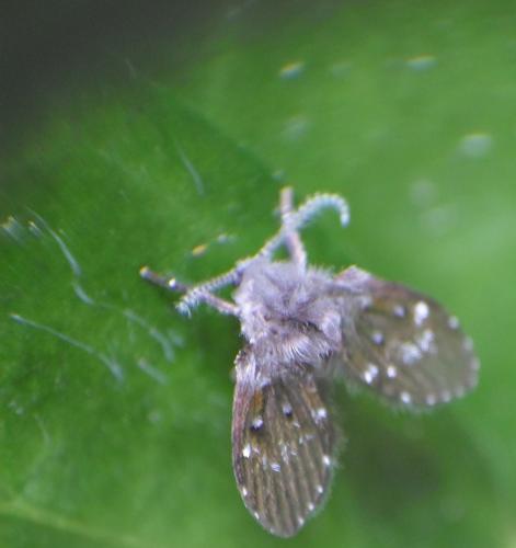 Clogmia albipunctata