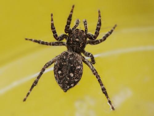 Réf. 253 775 : Attulus pubescens