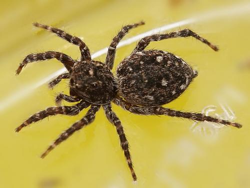 Réf. 253 776 : Attulus pubescens