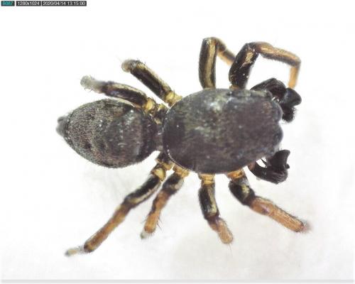 Heliophanus cupreus
