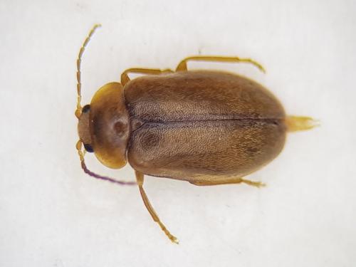 Microcara testacea