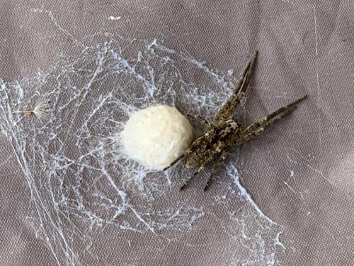 Réf. 253 864 : Zoropsis spinimana