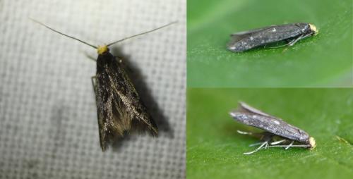Spuleria flavicaput