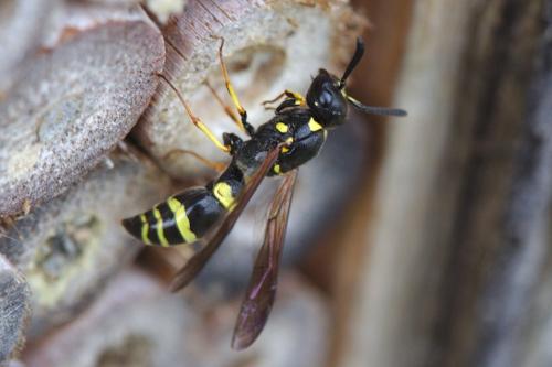 Symmorphus sp.