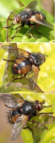 Tachina fera