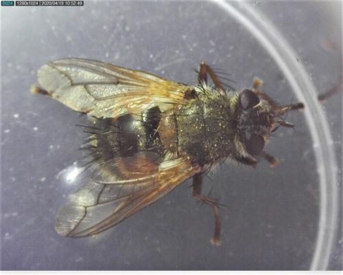 Réf. 253 858 : Tachina lurida