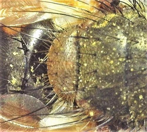 Réf. 253 859 : Tachina lurida