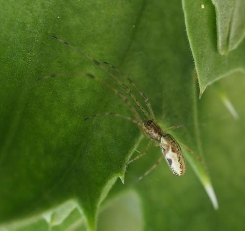 Tetragnatha sp.