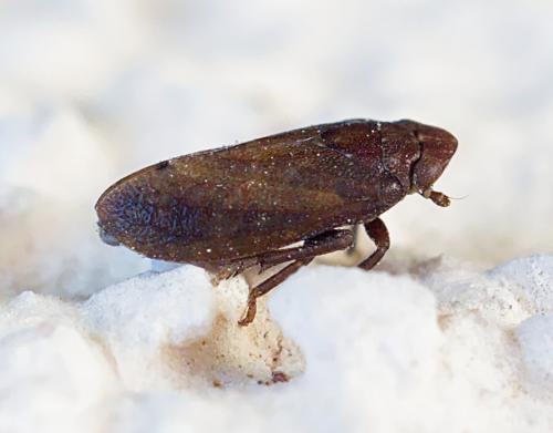 Réf. 253 367 : Tettigometra impressopunctata
