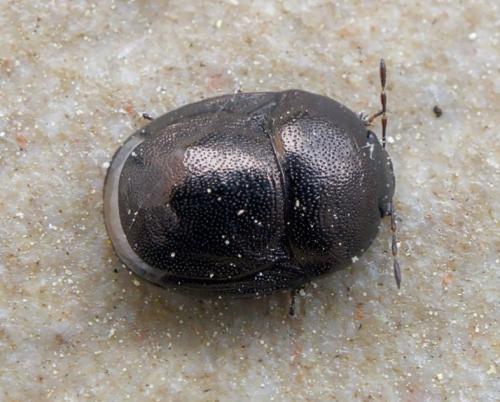 Réf. 253 840 : Thyreocoris scarabaeoides