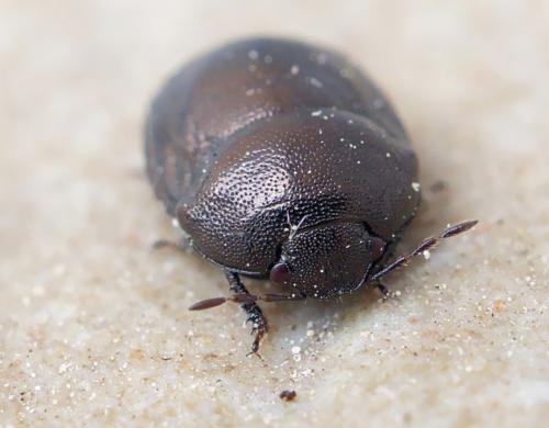 Réf. 253 839 : Thyreocoris scarabaeoides