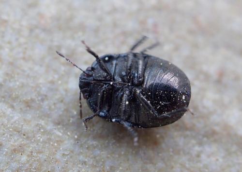 Réf. 253 841 : Thyreocoris scarabaeoides