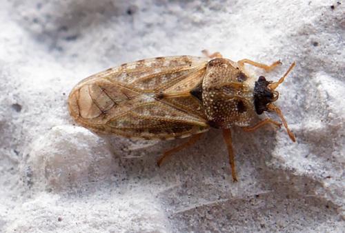 Réf. 253 400 : Piesma maculatum