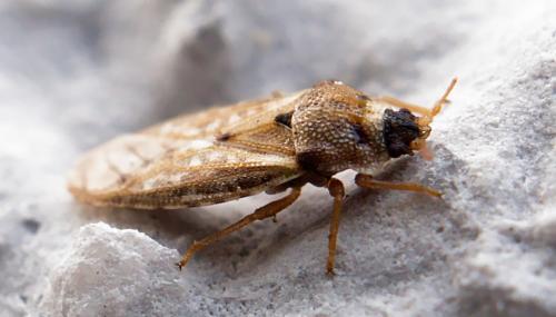 Réf. 253 401 : Piesma maculatum