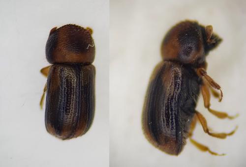 Réf. 253 467 : Trypodendron signatum