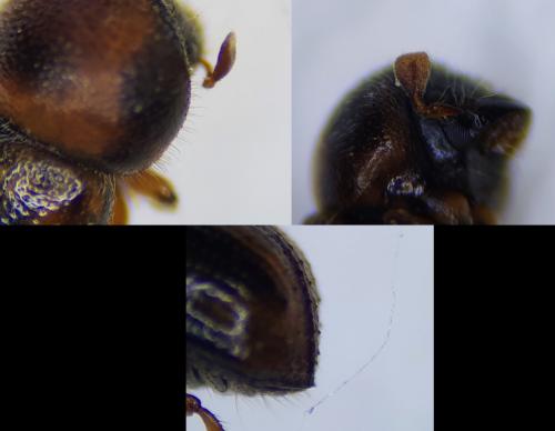 Réf. 253 468 : Trypodendron signatum