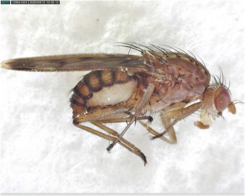Réf. 253 011 : Suillia variegata