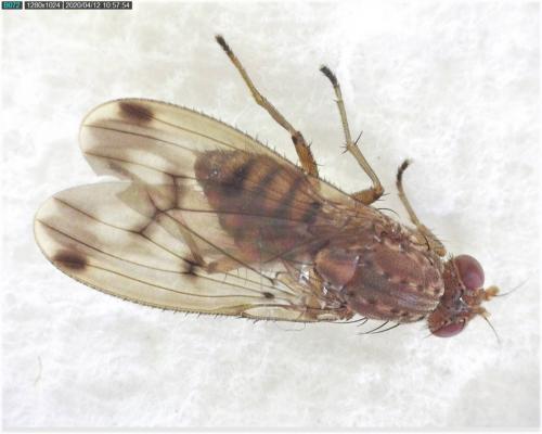 Réf. 253 010 : Suillia variegata