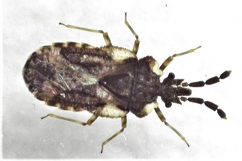 Aradus depressus