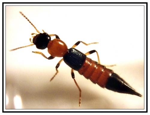 Réf. 253 986 : Paederus littoralis