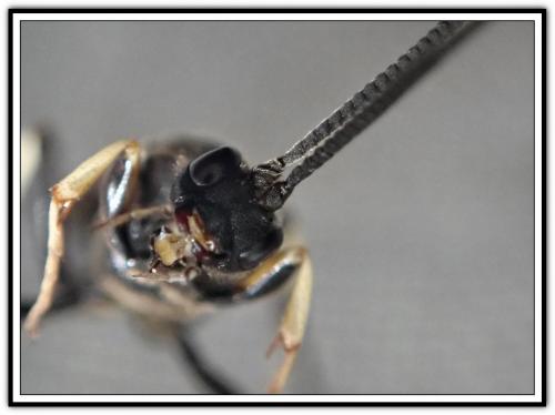 Eupalamus sp.