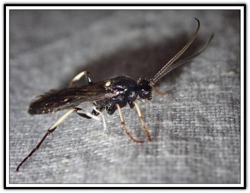 Eupalamus sp.
